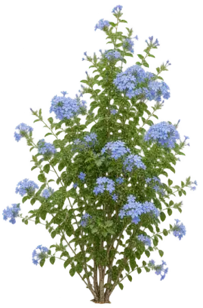 Plumbago du Cap