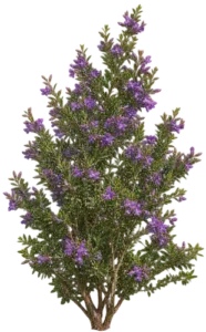 Polygala