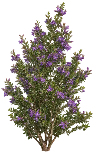 Polygala