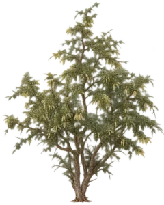 Prosopis de l'Alpataco