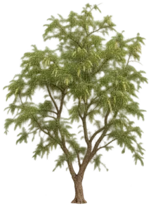 Prosopis juliflora