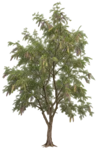 Prosopis pourpre