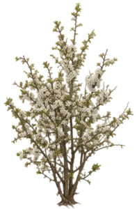 Prunellier