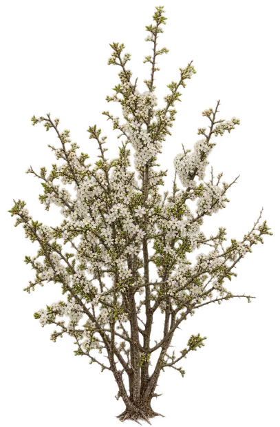 Prunellier