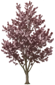 Prunier Myrobolan