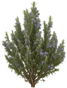 Romarin