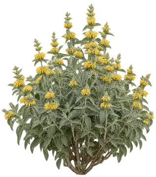 Sauge de Jérusalem