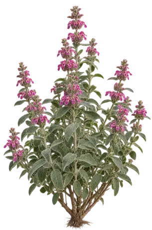 Sauge de Jérusalem Pourpre