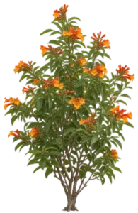 Técoma du Pérou