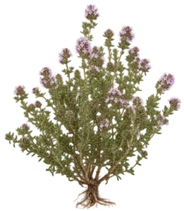 Thym de Marrakech