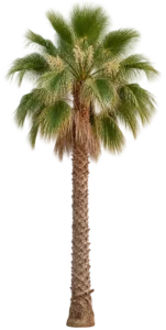 Washingtonia robuste