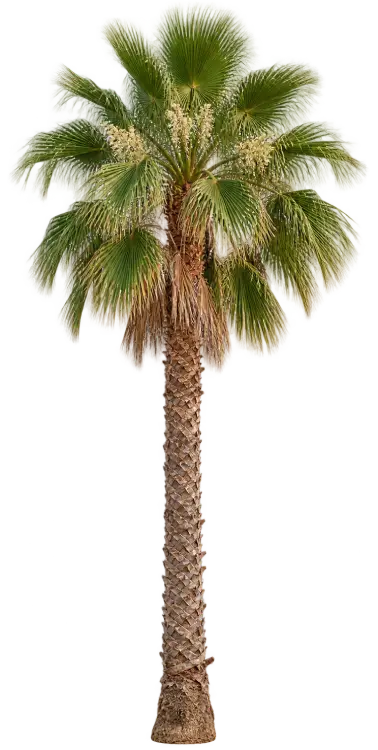 Washingtonia robuste