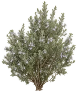 Westringia