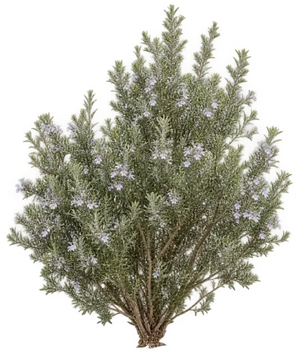Westringia