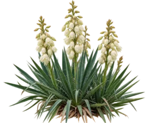 Yucca filamenteux