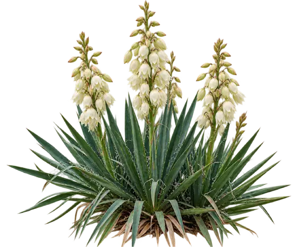 Yucca filamenteux