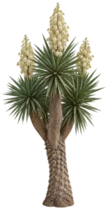 Yucca géant