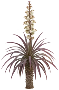 Yucca pourpre