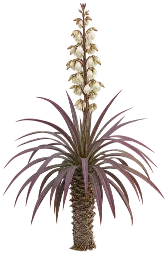 Yucca pourpre